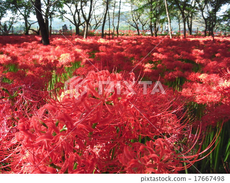 Mandiraka no Sato "Drawstring field" 5 million pine trees (cluster amaryllis / Higanbana) group landscapes spot red carpet Mandiraka no Sato "Drawstring field" 5 million pine trees (cluster amaryllis / Higanbana) group landscapes spot red carpet 17667498