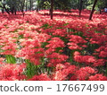 Mandiraka no Sato "Drawstring field" 5 million pine trees (cluster amaryllis / Higanbana) group landscapes spot red carpet 17667499