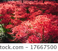 Mandiraka no Sato "Drawstring field" 5 million pine trees (cluster amaryllis / Higanbana) group landscapes spot red carpet 17667500