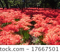 Mandiraka no Sato "Drawstring field" 5 million pine trees (cluster amaryllis / Higanbana) group landscapes spot red carpet 17667501