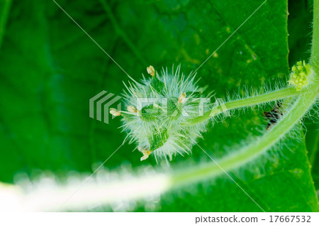 Aleti fruit Aleti fruit 17667532