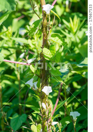 Mame Asagao 17667533