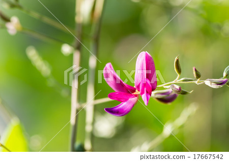 布什三葉草 17667542