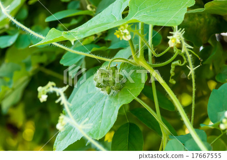 Aleti fruit 17667555