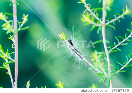 捲心菜附在Erika麵條的分支上 捲心菜附在Erika麵條的分支上 17667559