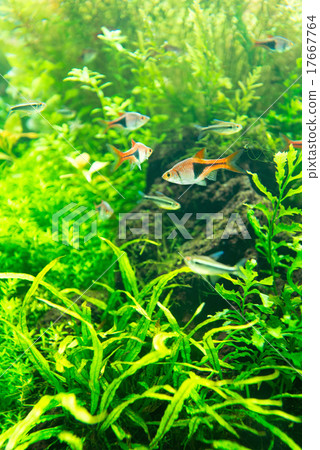 熱帶魚 水族館 魚 17667764