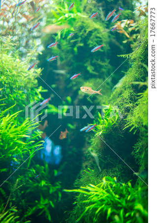 清溪 跳水 地標 17667773