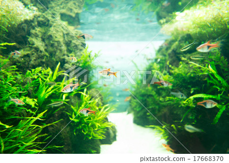 熱帶魚 水族館 魚 17668370