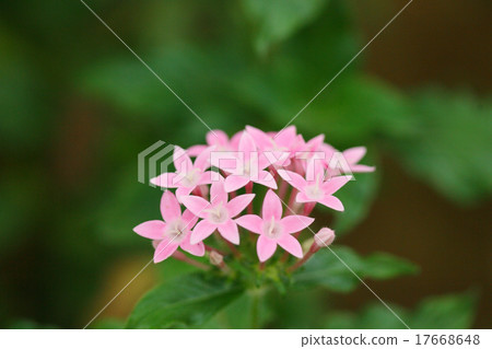 Star flower pentas (Kusa Santanka) Star flower pentas (Kusa Santanka) 17668648