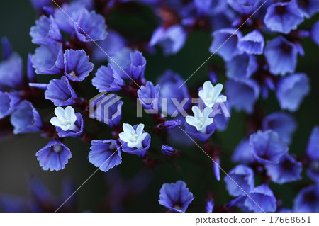 花多摩Cole瓷(東方曲霉) 花多摩Cole瓷(東方曲霉) 17668651