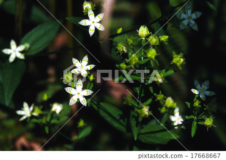 A flower of the moor A flower of the moor 17668667