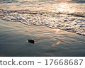 海濱和浮木 17668687