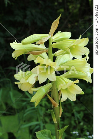 Ubayuri Ubayuri 17668822