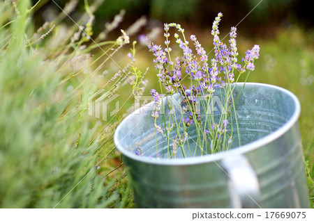 Some lavender in a bucket 17669075