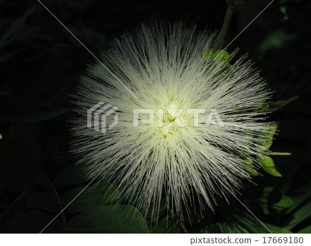 天使般的花 天使般的花 17669180