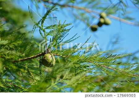 樹:柳杉(Cryptomeria japonica) 樹:柳杉(Cryptomeria japonica) 17669303