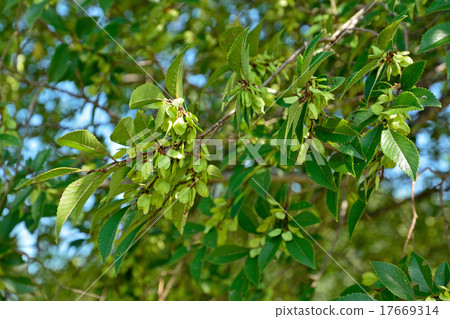 Tree: Akinirireidae 17669314