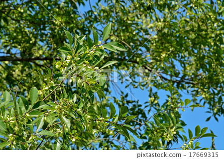 Tree: Akinirireidae 17669315