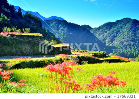 Autumn address Rice terrace 17669321