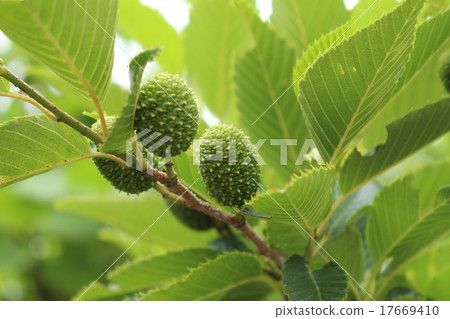 Hinane noodles 17669410