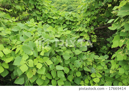 葛葉 葛葉 17669414