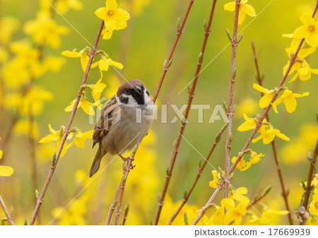 Sparrows that stop at Forsythia 17669939