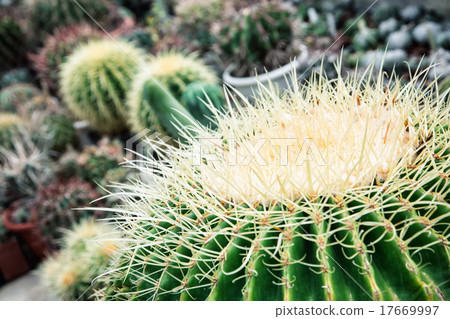 Big echinocactus plant Big echinocactus plant 17669997