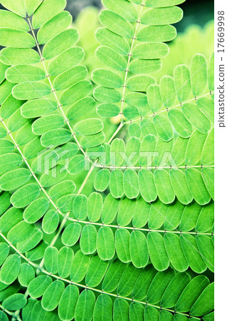 Beautiful green plant Beautiful green plant 17669998