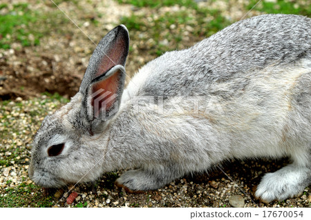 Usagi in Okunojima 17670054