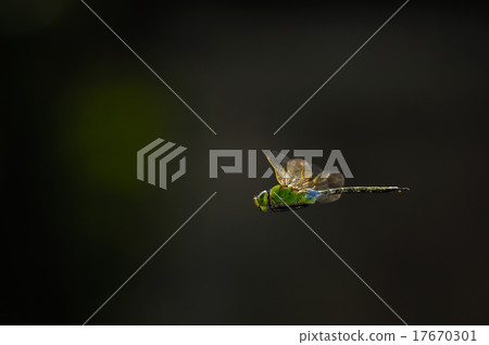 杜松子酒的飛行 17670301