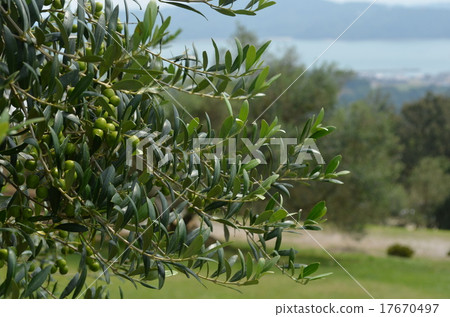 Beefwind橄欖園 Beefwind橄欖園 17670497