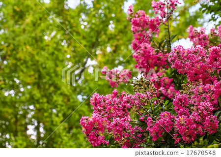 縐紗花 縐紗花 17670548