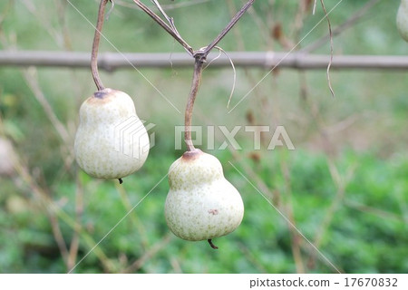 葫蘆 葫蘆 17670832