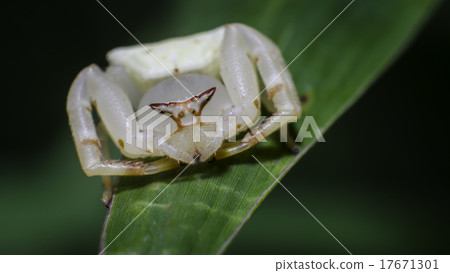 Crab spiders on green leaf Macro shot Crab spiders on green leaf Macro shot 17671301