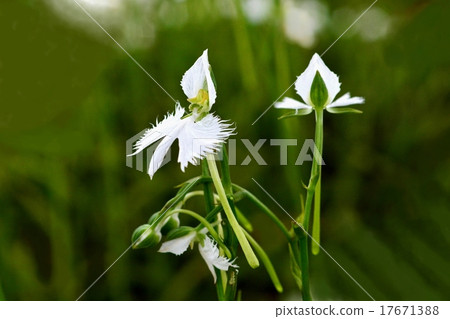 圖庫照片: 白鷺花 穗蘭 流蘇蘭花