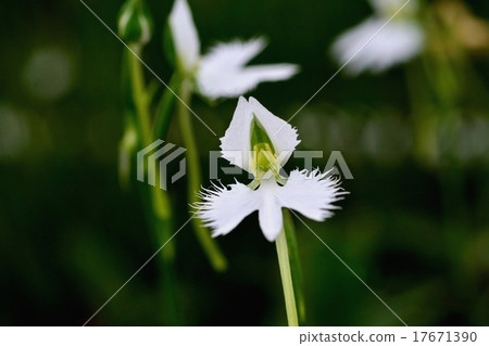 Sagisou Sagisou 17671390