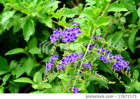 杜蘭塔·寶塚 17671575