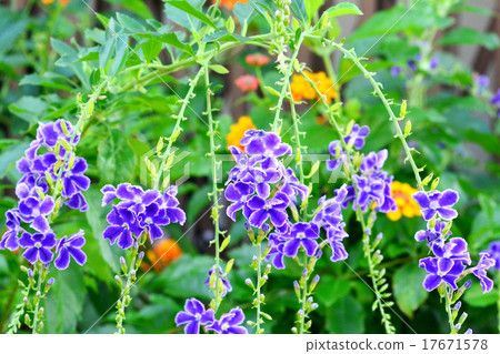 杜蘭塔·寶塚 17671578