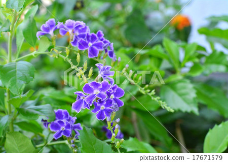 杜蘭塔·寶塚 17671579