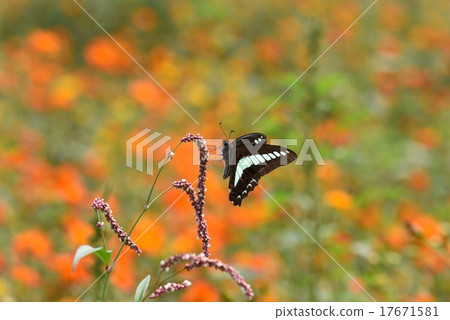 Aosujijeha和Inutade 17671581