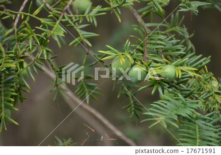 Tochoji寺的Marmigaya Tochoji寺的Marmigaya 17671591