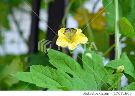 Botanical flowers Botanical flowers 17671603