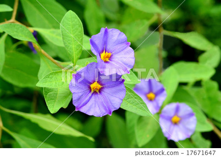 Solanum · Lantoneeti Solanum · Lantoneeti 17671647