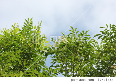 Cimmetnelico 17671738