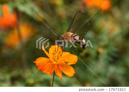 黃芩和Kivana宇宙 17671921