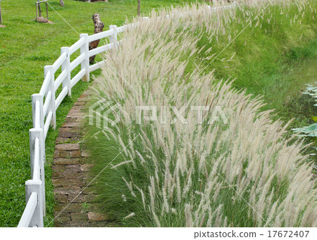 pathway in meadow with white fence 17672407