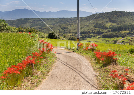 Beppu city inner rice terrace and Higanbana 17672831