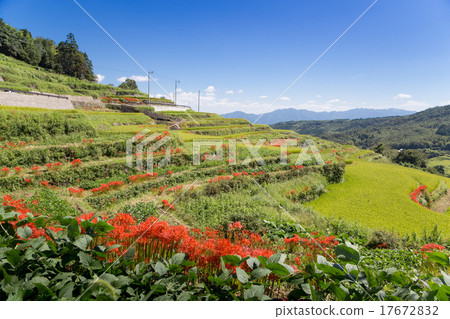 Beppu city inner rice terrace and Higanbana 17672832