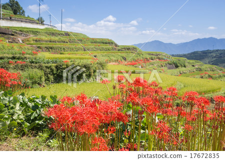 Beppu city inner rice terrace and Higanbana 17672835