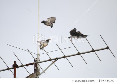 Mustard star Mustard star 17673020
